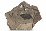 Fossil Leaf (Decodon) - McAbee, BC #226007-1